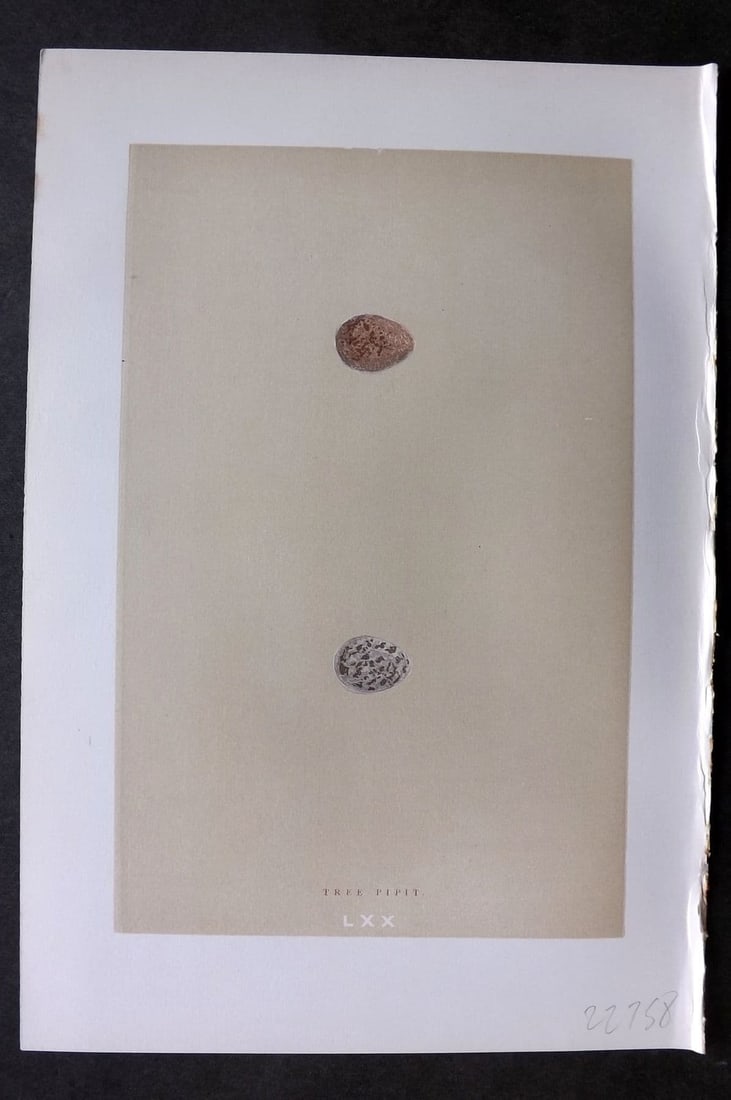 Morris 1896 Antique Bird Egg Print. Tree Pipit 70: Antique Woodblock Published 1896 by John C. Nimmo, London for "A Natural History of the Nests & Eggs of British Birds" By the Rev. F. O. Morris, printed Benjamin Fawcett. Printed in colours and finish