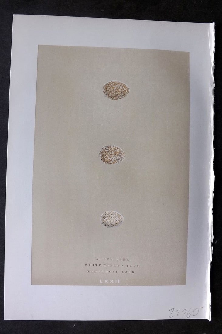Morris 1896 Antique Bird Egg Print. Shore Lark 72: Antique Woodblock Published 1896 by John C. Nimmo, London for "A Natural History of the Nests & Eggs of British Birds" By the Rev. F. O. Morris, printed Benjamin Fawcett. Printed in colours and finish