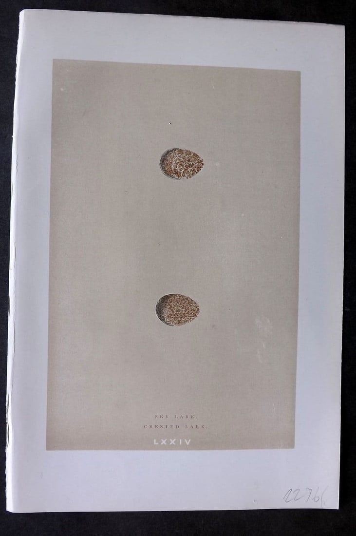 Morris 1896 Antique Bird Egg Print. Crested Lark 74: Antique Woodblock Published 1896 by John C. Nimmo, London for "A Natural History of the Nests & Eggs of British Birds" By the Rev. F. O. Morris, printed Benjamin Fawcett. Printed in colours and finish