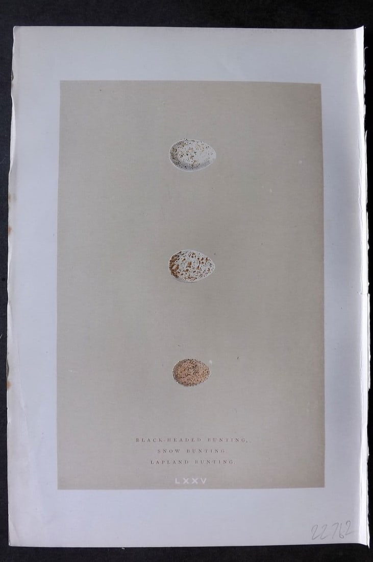 Morris 1896 Antique Bird Egg Print. Lapland Bunting 75: Antique Woodblock Published 1896 by John C. Nimmo, London for "A Natural History of the Nests & Eggs of British Birds" By the Rev. F. O. Morris, printed Benjamin Fawcett. Printed in colours and finish