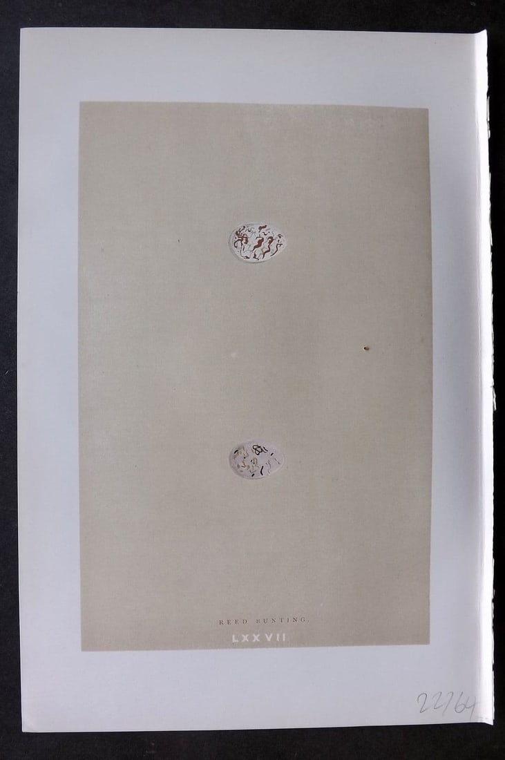 Morris 1896 Antique Bird Egg Print. Black Headed Bunting 77: Antique Woodblock Published 1896 by John C. Nimmo, London for "A Natural History of the Nests & Eggs of British Birds" By the Rev. F. O. Morris, printed Benjamin Fawcett. Printed in colours and finish