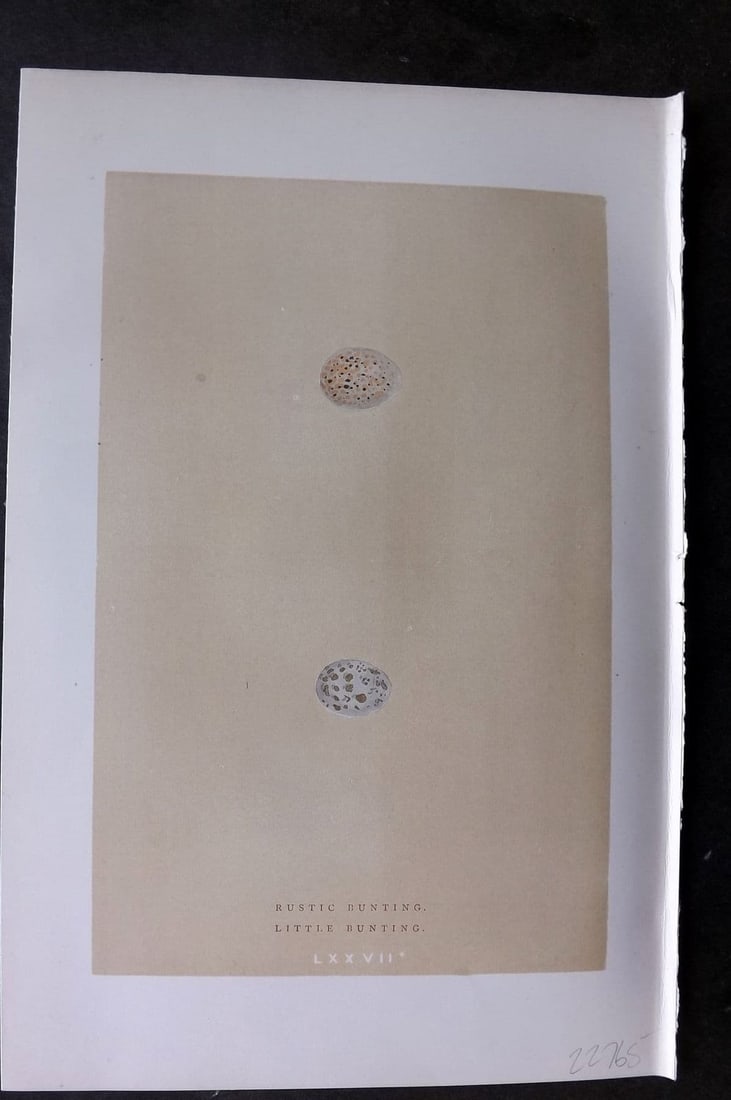 Morris 1896 Antique Bird Egg Print. Rustic & Little Bunting 77*: Antique Woodblock Published 1896 by John C. Nimmo, London for "A Natural History of the Nests & Eggs of British Birds" By the Rev. F. O. Morris, printed Benjamin Fawcett. Printed in colours and finish