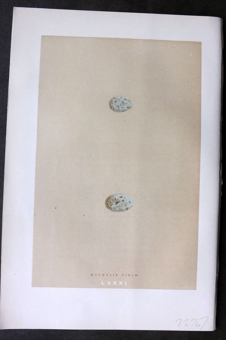 Morris 1896 Antique Bird Egg Print. Mountain Finch 81: Antique Woodblock Published 1896 by John C. Nimmo, London for "A Natural History of the Nests & Eggs of British Birds" By the Rev. F. O. Morris, printed Benjamin Fawcett. Printed in colours and finish