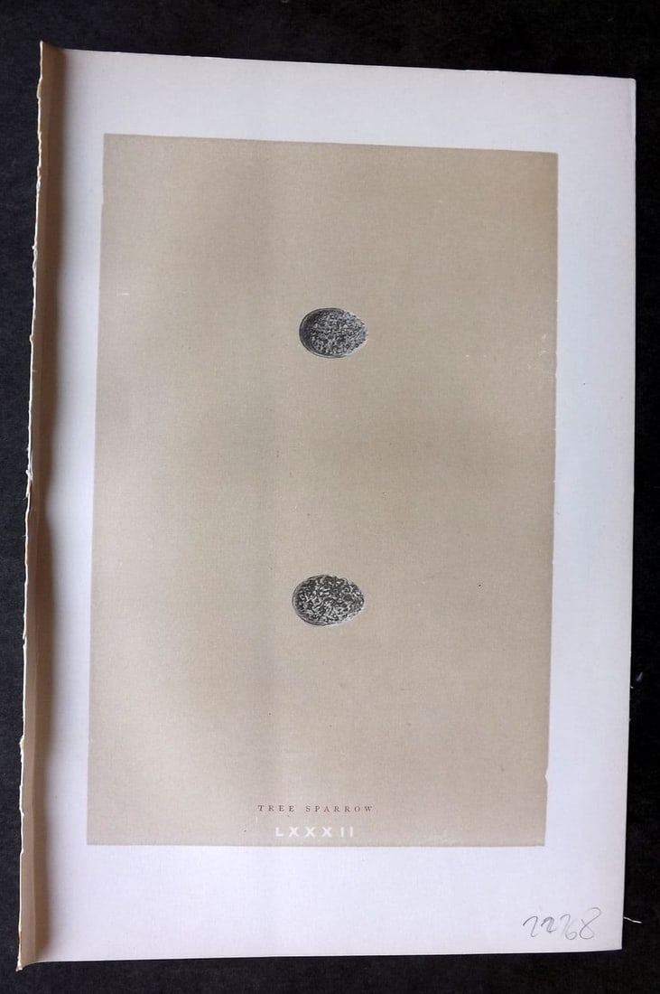 Morris 1896 Antique Bird Egg Print. Tree Sparrow 82: Antique Woodblock Published 1896 by John C. Nimmo, London for "A Natural History of the Nests & Eggs of British Birds" By the Rev. F. O. Morris, printed Benjamin Fawcett. Printed in colours and finish