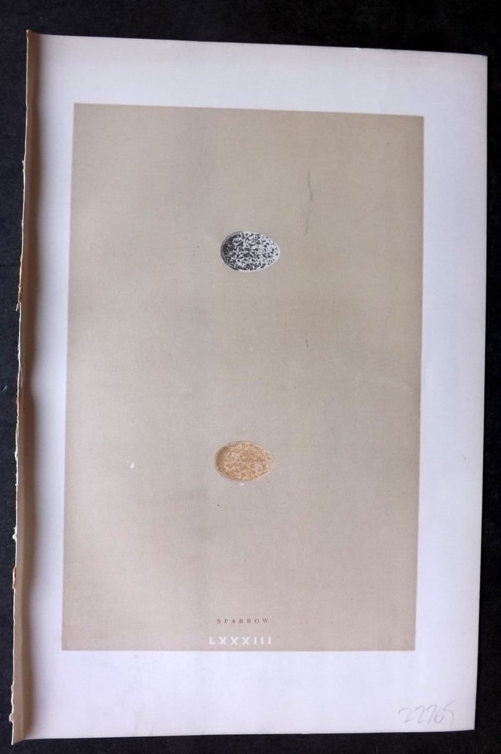Morris 1896 Antique Bird Egg Print. Sparrow 83: Antique Woodblock Published 1896 by John C. Nimmo, London for "A Natural History of the Nests & Eggs of British Birds" By the Rev. F. O. Morris, printed Benjamin Fawcett. Printed in colours and finish