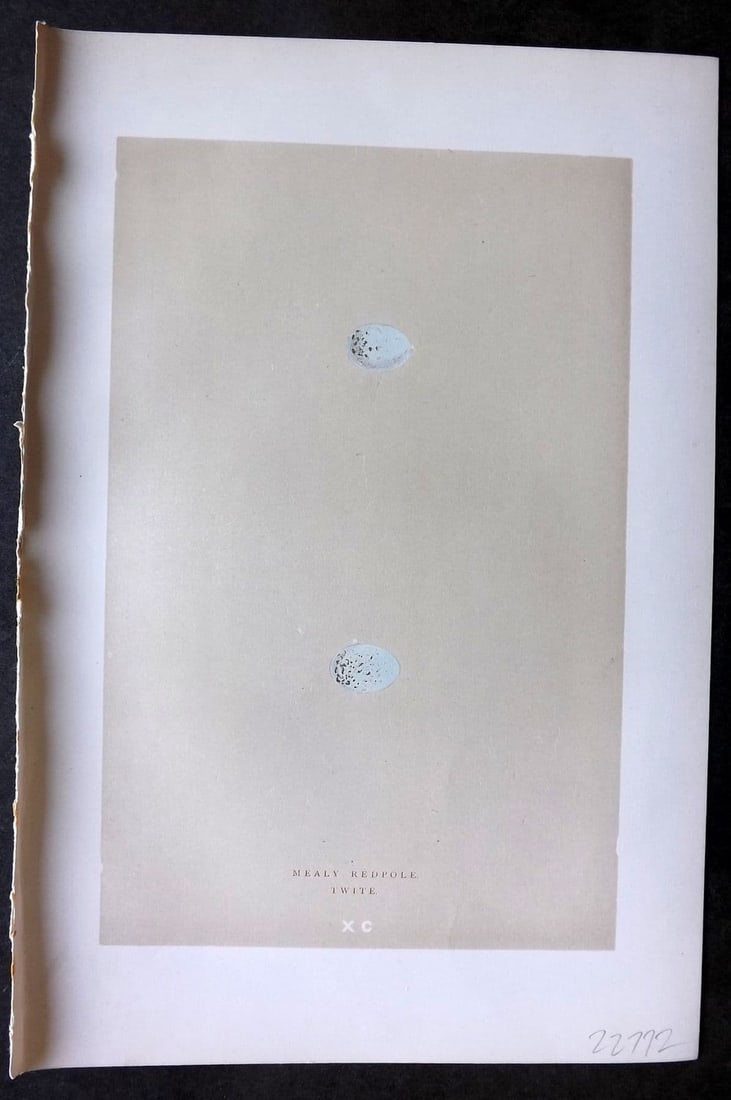 Morris 1896 Antique Bird Egg Print. Mealy Redpole, Twite 90: Antique Woodblock Published 1896 by John C. Nimmo, London for "A Natural History of the Nests & Eggs of British Birds" By the Rev. F. O. Morris, printed Benjamin Fawcett. Printed in colours and finish