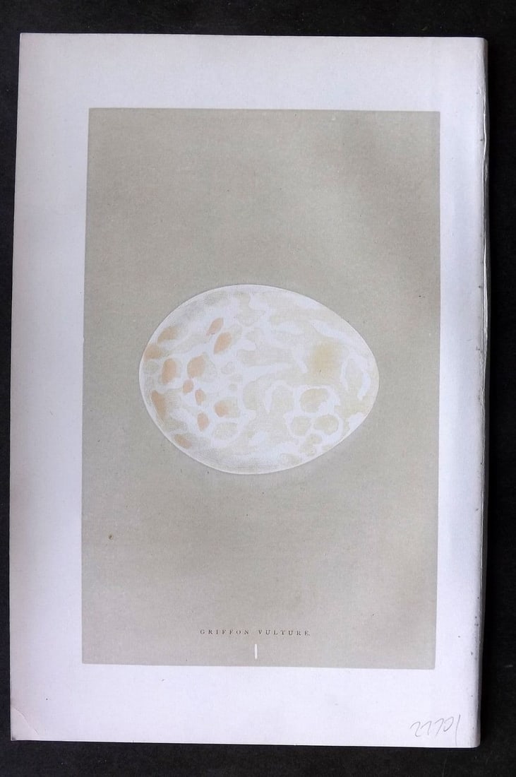 Morris 1896 Antique Bird Egg Print. Griffon Vulture 01: Antique Woodblock Published 1896 by John C. Nimmo, London for "A Natural History of the Nests & Eggs of British Birds" By the Rev. F.O.Morris, printed Benjamin Fawcett. Printed in colours and finished