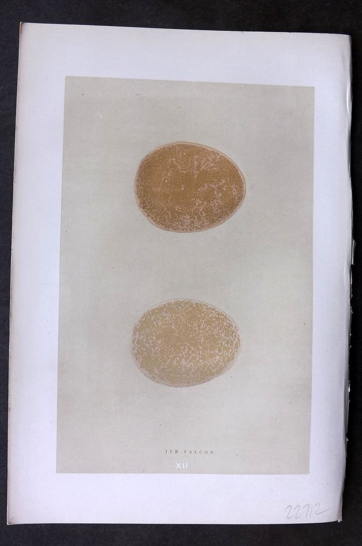 Morris 1896 Antique Bird Egg Print. Jer-Falcon 12: Antique Woodblock Published 1896 by John C. Nimmo, London for "A Natural History of the Nests & Eggs of British Birds" By the Rev. F.O.Morris, printed Benjamin Fawcett. Printed in colours and finished