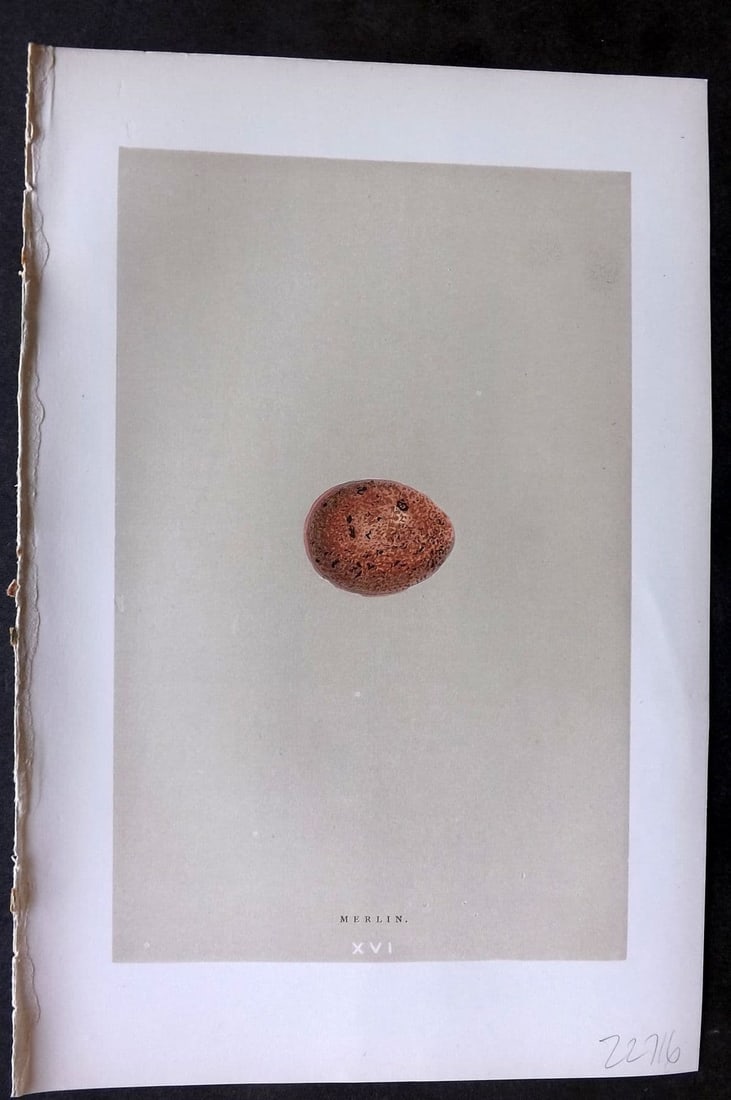 Morris 1896 Antique Bird Egg Print. Merlin 16: Antique Woodblock Published 1896 by John C. Nimmo, London for "A Natural History of the Nests & Eggs of British Birds" By the Rev. F.O.Morris, printed Benjamin Fawcett. Printed in colours and finished