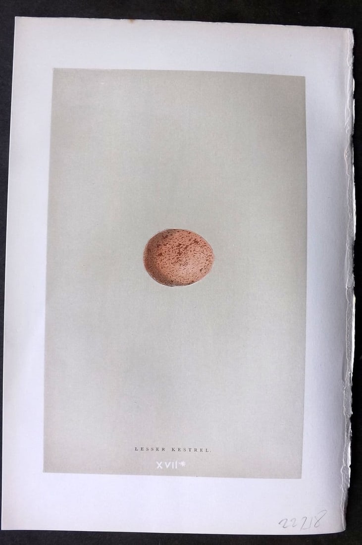 Morris 1896 Antique Bird Egg Print. Kestrel 17*: Antique Woodblock Published 1896 by John C. Nimmo, London for "A Natural History of the Nests & Eggs of British Birds" By the Rev. F.O.Morris, printed Benjamin Fawcett. Printed in colours and finished