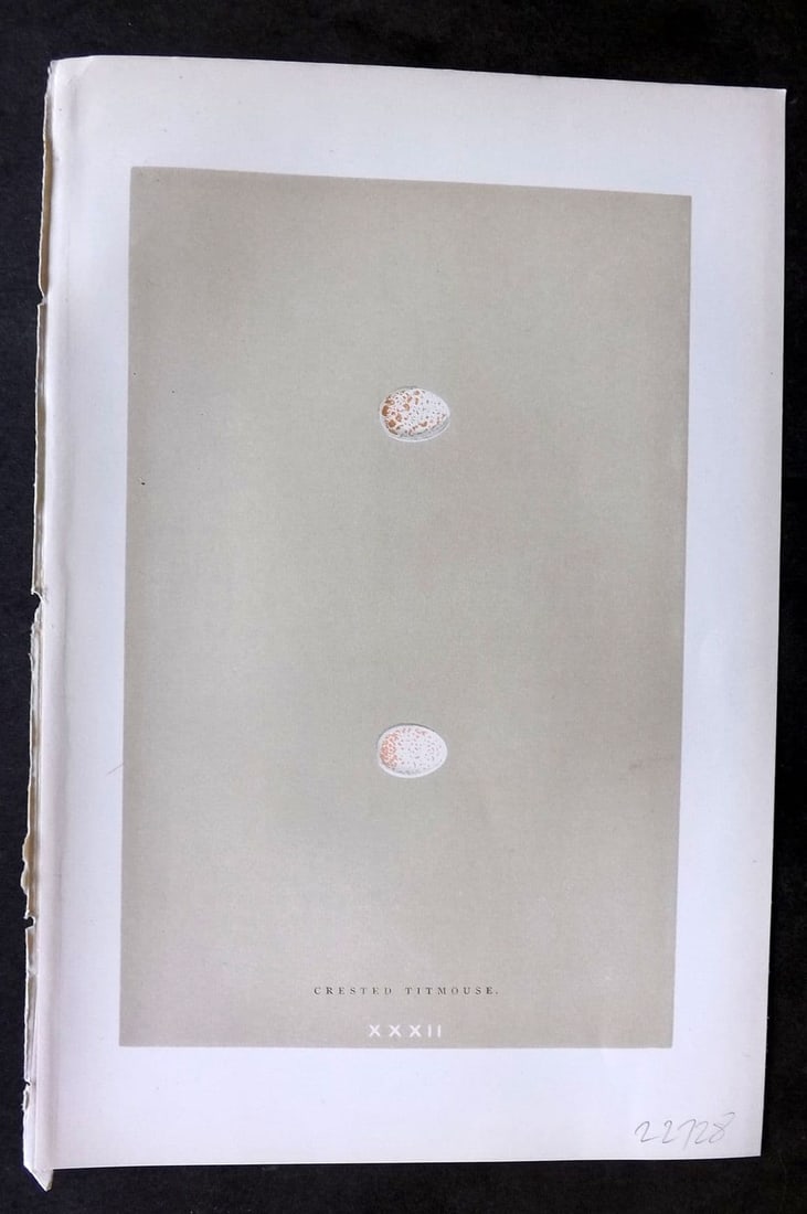 Morris 1896 Antique Bird Egg Print. Crested Titmouse 32: Antique Woodblock Published 1896 by John C. Nimmo, London for "A Natural History of the Nests & Eggs of British Birds" By the Rev. F.O.Morris, printed Benjamin Fawcett. Printed in colours and finished