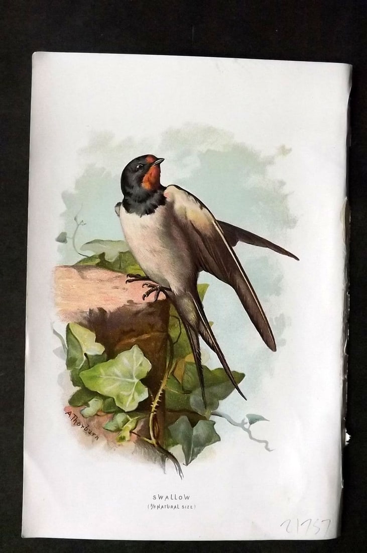 Swaysland & Thorburn 1883 Antique Bird Print. Swallow (1 of 1)