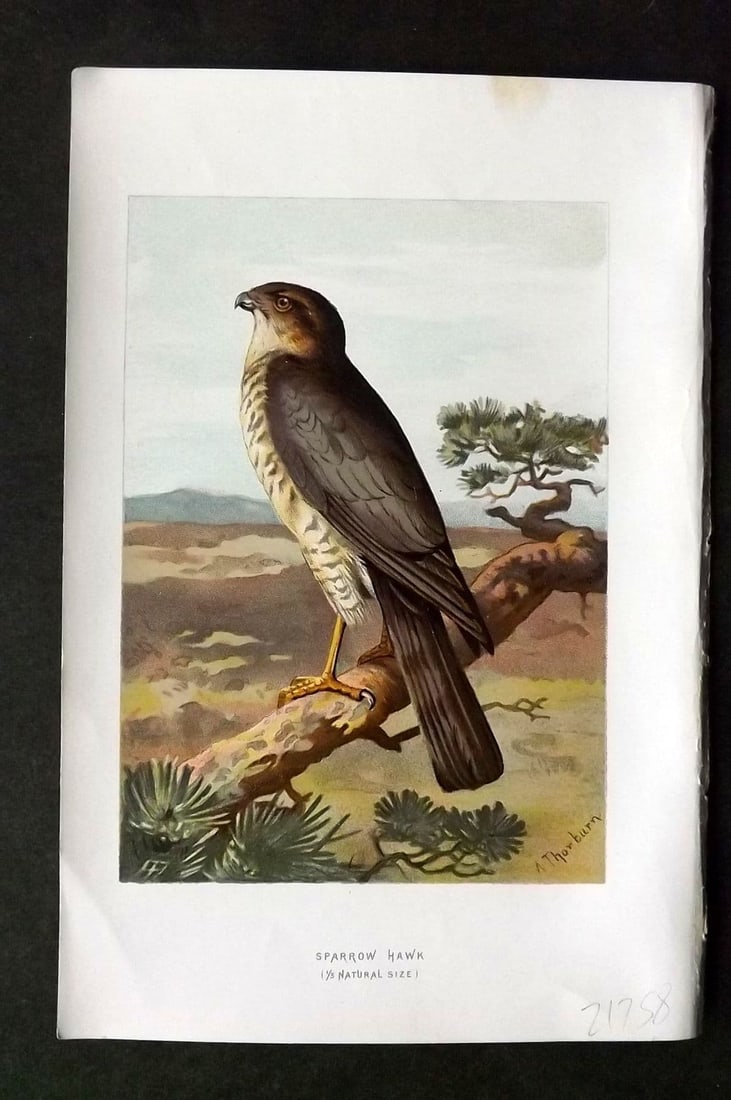 Swaysland & Thorburn 1883 Antique Bird Print. Sparrow Hawk: Antique Chromolithograph Published 1883, London for "Familiar Wild Birds" First Edition by Walter Swaysland. Illustrated by Archibald Thorburn and others. Paper Size: 7.5 x 5 inch (19 x 13cm) Good Con