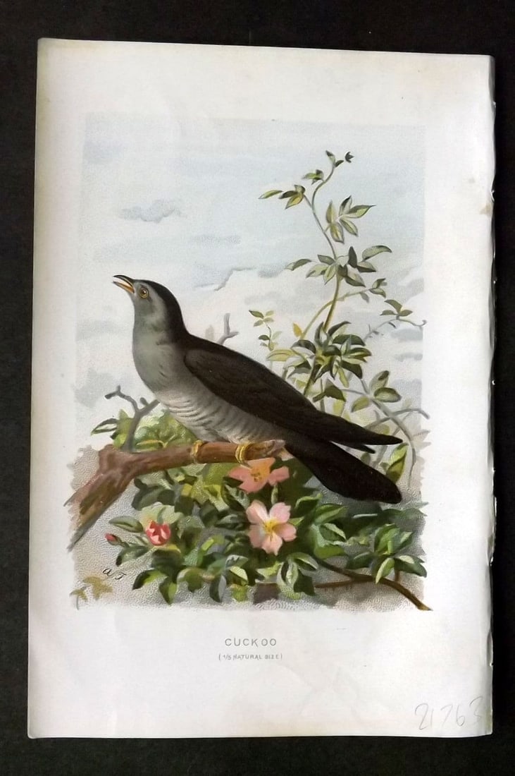 Swaysland & Thorburn 1883 Antique Bird Print. Cuckoo: Antique Chromolithograph Published 1883, London for "Familiar Wild Birds" First Edition by Walter Swaysland. Illustrated by Archibald Thorburn and others. Paper Size: 7.5 x 5 inch (19 x 13cm) Very min