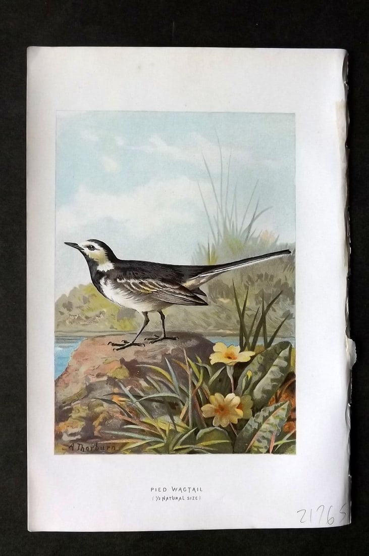 Swaysland & Thorburn 1883 Antique Bird Print. Pied Wagtail: Antique Chromolithograph Published 1883, London for "Familiar Wild Birds" First Edition by Walter Swaysland. Illustrated by Archibald Thorburn and others. Paper Size: 7.5 x 5 inch (19 x 13cm) Good Con