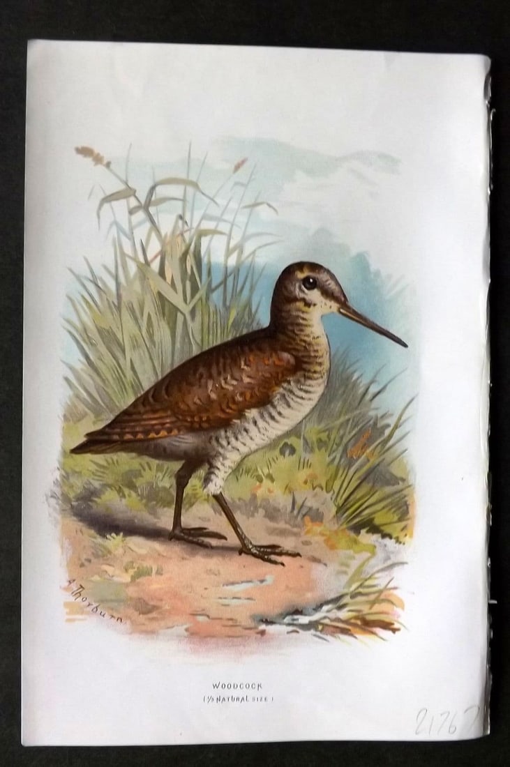 Swaysland & Thorburn 1883 Antique Bird Print. Woodcock: Antique Chromolithograph Published 1883, London for "Familiar Wild Birds" First Edition by Walter Swaysland. Illustrated by Archibald Thorburn and others. Paper Size: 7.5 x 5 inch (19 x 13cm) Good Con