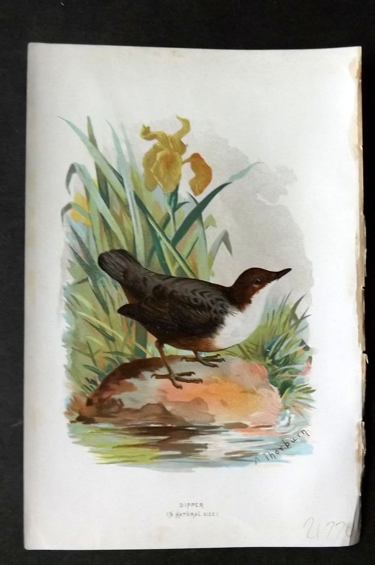 Swaysland & Thorburn 1883 Antique Bird Print. Dipper: Antique Chromolithograph Published 1883, London for "Familiar Wild Birds" First Edition by Walter Swaysland. Illustrated by Archibald Thorburn and others. Paper Size: 7.5 x 5 inch (19 x 13cm) Good Con