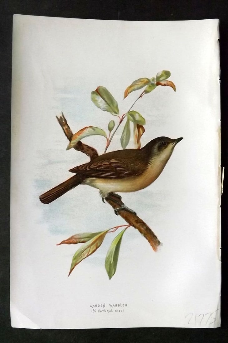 Swaysland & Thorburn 1883 Antique Bird Print. Garden Warbler: Antique Chromolithograph Published 1883, London for "Familiar Wild Birds" First Edition by Walter Swaysland. Illustrated by Archibald Thorburn and others. Paper Size: 7.5 x 5 inch (19 x 13cm) Good Con