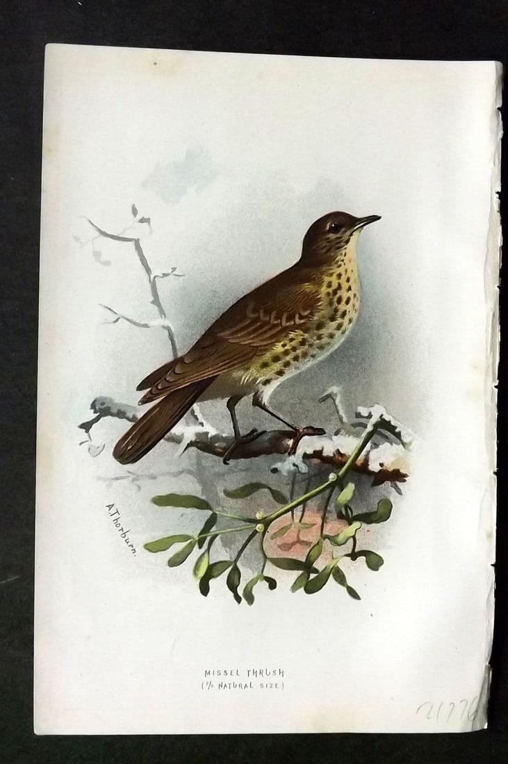 Swaysland & Thorburn 1883 Antique Bird Print. Missel Thrush: Antique Chromolithograph Published 1883, London for "Familiar Wild Birds" First Edition by Walter Swaysland. Illustrated by Archibald Thorburn and others. Paper Size: 7.5 x 5 inch (19 x 13cm) Very min