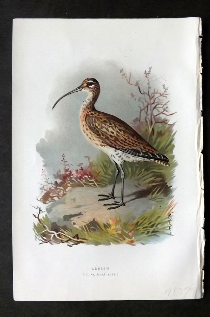 Swaysland & Thorburn 1883 Antique Bird Print. Curlew: Antique Chromolithograph Published 1883, London for "Familiar Wild Birds" First Edition by Walter Swaysland. Illustrated by Archibald Thorburn and others. Paper Size: 7.5 x 5 inch (19 x 13cm) Good Con