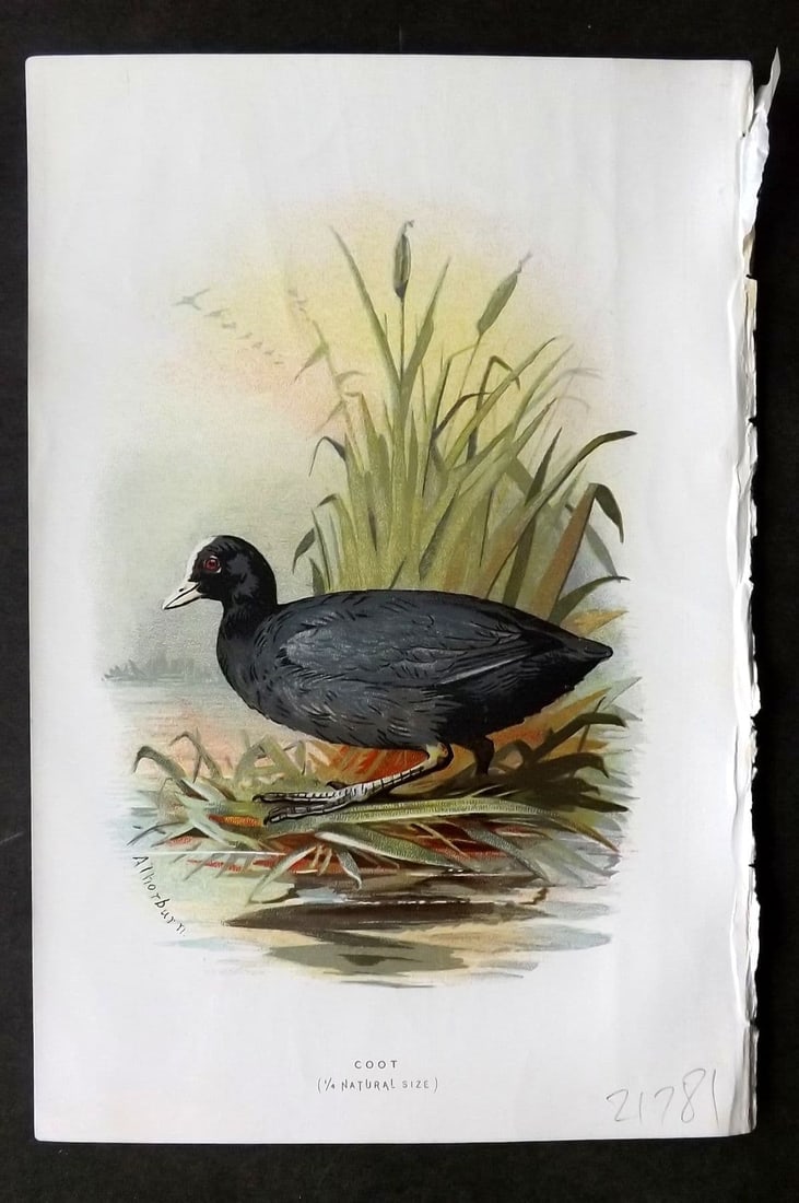 Swaysland & Thorburn 1883 Antique Bird Print. Coot: Antique Chromolithograph Published 1883, London for "Familiar Wild Birds" First Edition by Walter Swaysland. Illustrated by Archibald Thorburn and others. Paper Size: 7.5 x 5 inch (19 x 13cm). Good Co