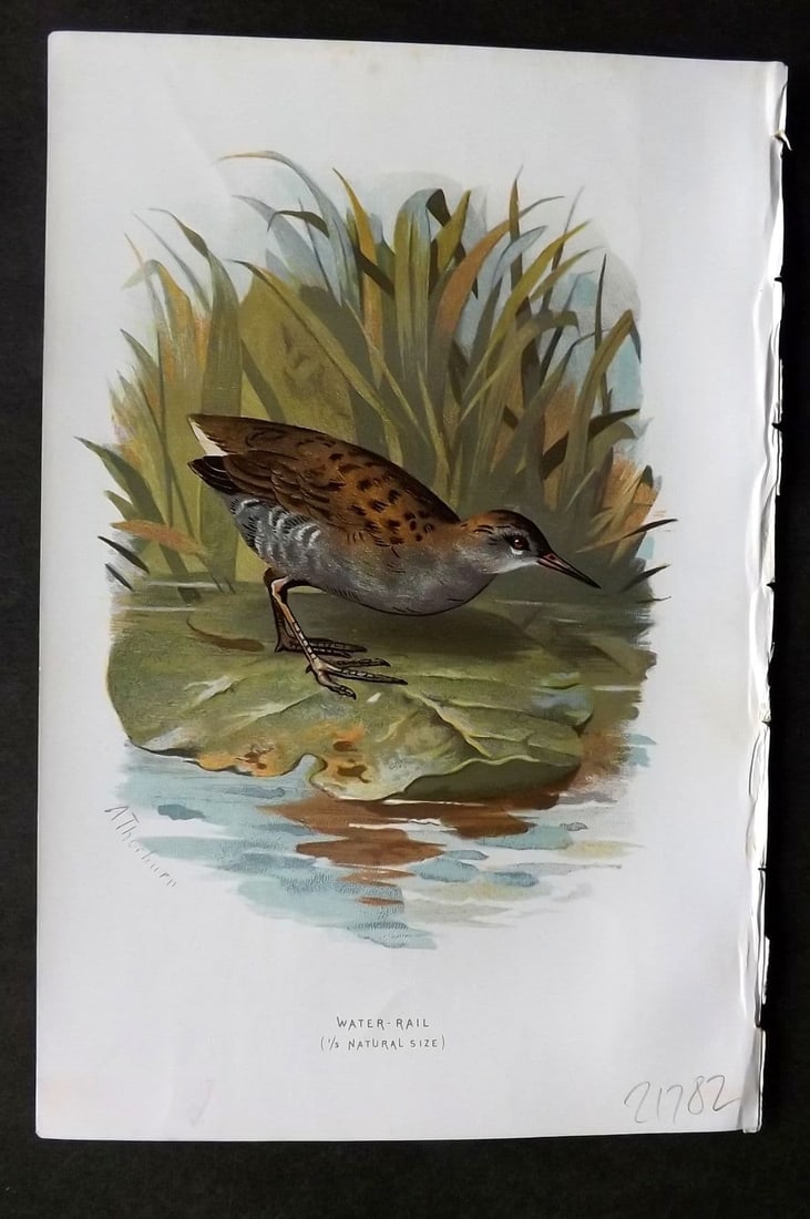 Swaysland & Thorburn 1883 Antique Bird Print. Water Rail: Antique Chromolithograph Published 1883, London for "Familiar Wild Birds" First Edition by Walter Swaysland. Illustrated by Archibald Thorburn and others. Paper Size: 7.5 x 5 inch (19 x 13cm). Good Co