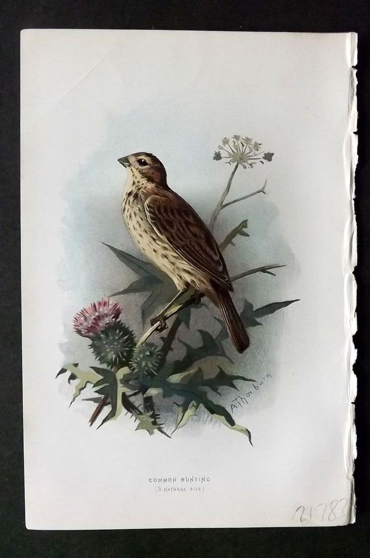 Swaysland & Thorburn 1883 Antique Bird Print. Common Bunting: Antique Chromolithograph Published 1883, London for "Familiar Wild Birds" First Edition by Walter Swaysland. Illustrated by Archibald Thorburn and others. Paper Size: 7.5 x 5 inch (19 x 13cm). Good Co