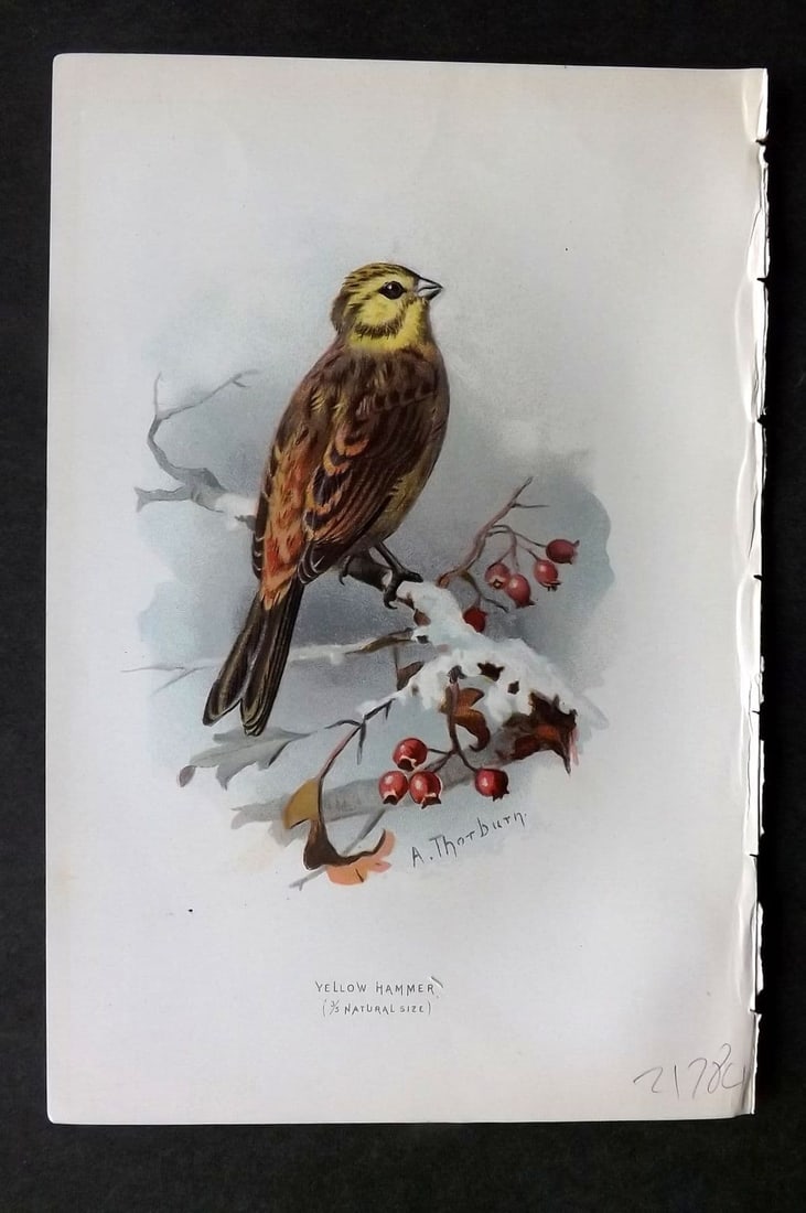Swaysland & Thorburn 1883 Antique Bird Print. Yellow Hammer: Antique Chromolithograph Published 1883, London for "Familiar Wild Birds" First Edition by Walter Swaysland. Illustrated by Archibald Thorburn and others. Paper Size: 7.5 x 5 inch (19 x 13cm). Good Co