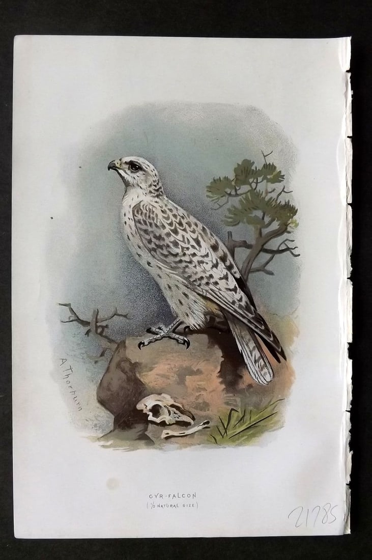 Swaysland & Thorburn 1883 Antique Bird Print. Gyr-Falcon (1 of 1)