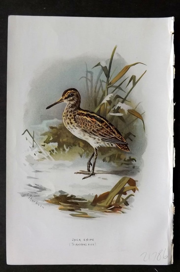 Swaysland & Thorburn 1883 Antique Bird Print. Jack Snipe: Antique Chromolithograph Published 1883, London for "Familiar Wild Birds" First Edition by Walter Swaysland. Illustrated by Archibald Thorburn and others. Paper Size: 7.5 x 5 inch (19 x 13cm). Good Co