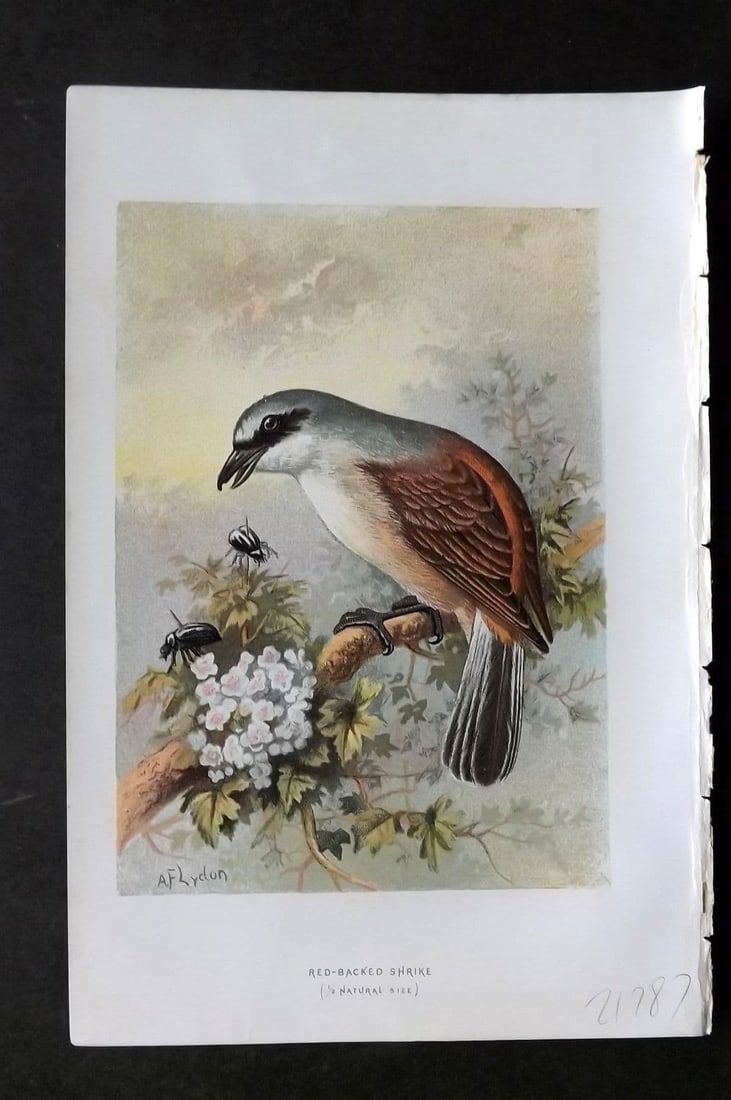 Swaysland & Thorburn 1883 Antique Bird Print. Red Backed Shrike: Antique Chromolithograph Published 1883, London for "Familiar Wild Birds" First Edition by Walter Swaysland. Illustrated by Archibald Thorburn and others. Paper Size: 7.5 x 5 inch (19 x 13cm). Good Co