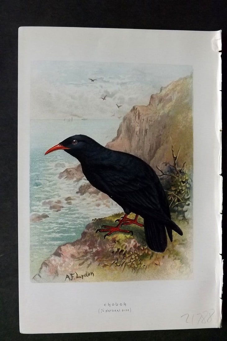 Swaysland & Thorburn 1883 Antique Bird Print. Chough: Antique Chromolithograph Published 1883, London for "Familiar Wild Birds" First Edition by Walter Swaysland. Illustrated by Archibald Thorburn and others. Paper Size: 7.5 x 5 inch (19 x 13cm). Good Co