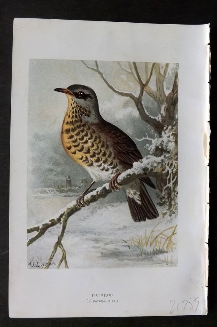 Swaysland & Thorburn 1883 Antique Bird Print. Fiedfare: Antique Chromolithograph Published 1883, London for "Familiar Wild Birds" First Edition by Walter Swaysland. Illustrated by Archibald Thorburn and others. Paper Size: 7.5 x 5 inch (19 x 13cm). Good Co