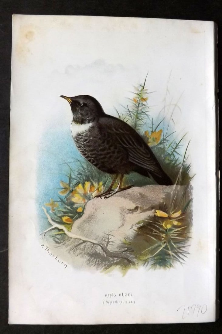Swaysland & Thorburn 1883 Antique Bird Print. Ring Ouzel: Antique Chromolithograph Published 1883, London for "Familiar Wild Birds" First Edition by Walter Swaysland. Illustrated by Archibald Thorburn and others. Paper Size: 7.5 x 5 inch (19 x 13cm). Very mi