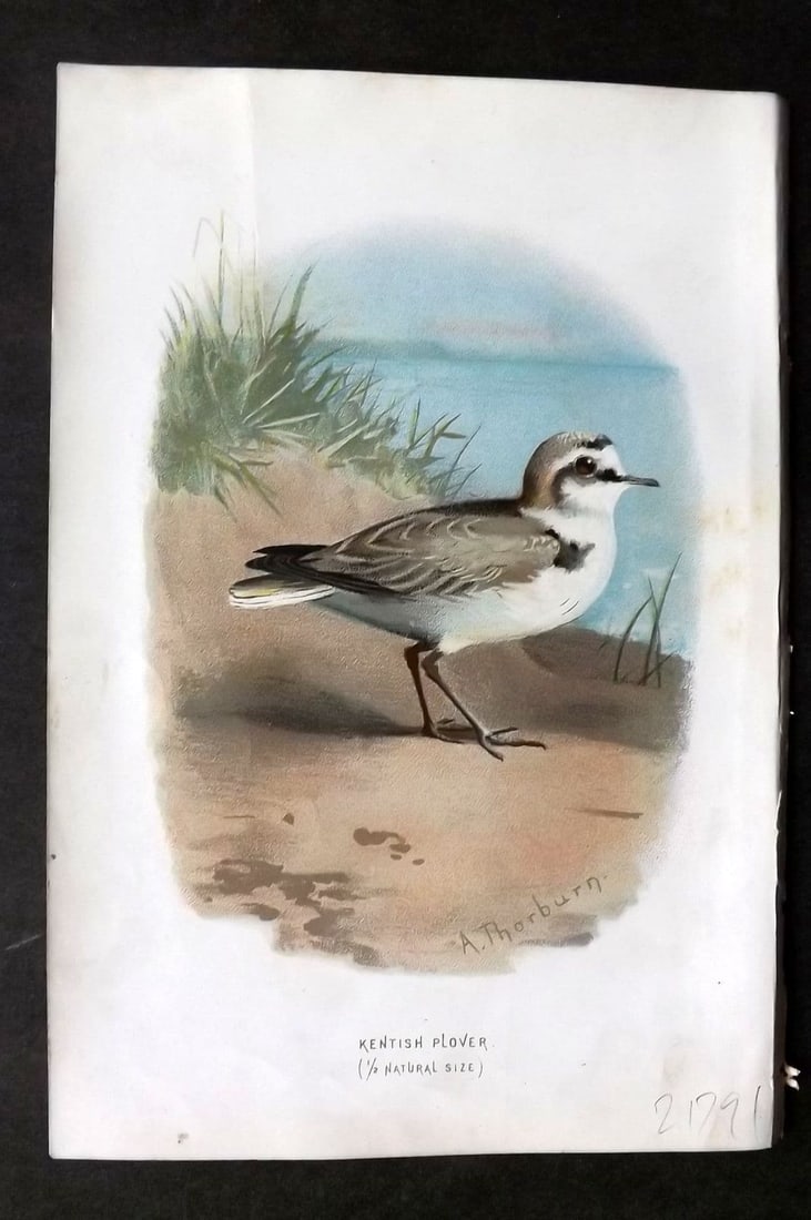 Swaysland & Thorburn 1883 Antique Bird Print. Kentish Plover: Antique Chromolithograph Published 1883, London for "Familiar Wild Birds" First Edition by Walter Swaysland. Illustrated by Archibald Thorburn and others. Paper Size: 7.5 x 5 inch (19 x 13cm). Very mi