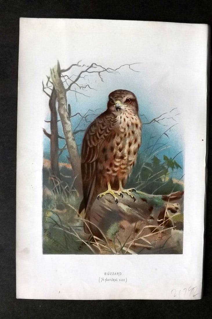 Swaysland & Thorburn 1883 Antique Bird Print. Buzzard: Antique Chromolithograph Published 1883, London for "Familiar Wild Birds" First Edition by Walter Swaysland. Illustrated by Archibald Thorburn and others. Paper Size: 7.5 x 5 inch (19 x 13cm). Good Co