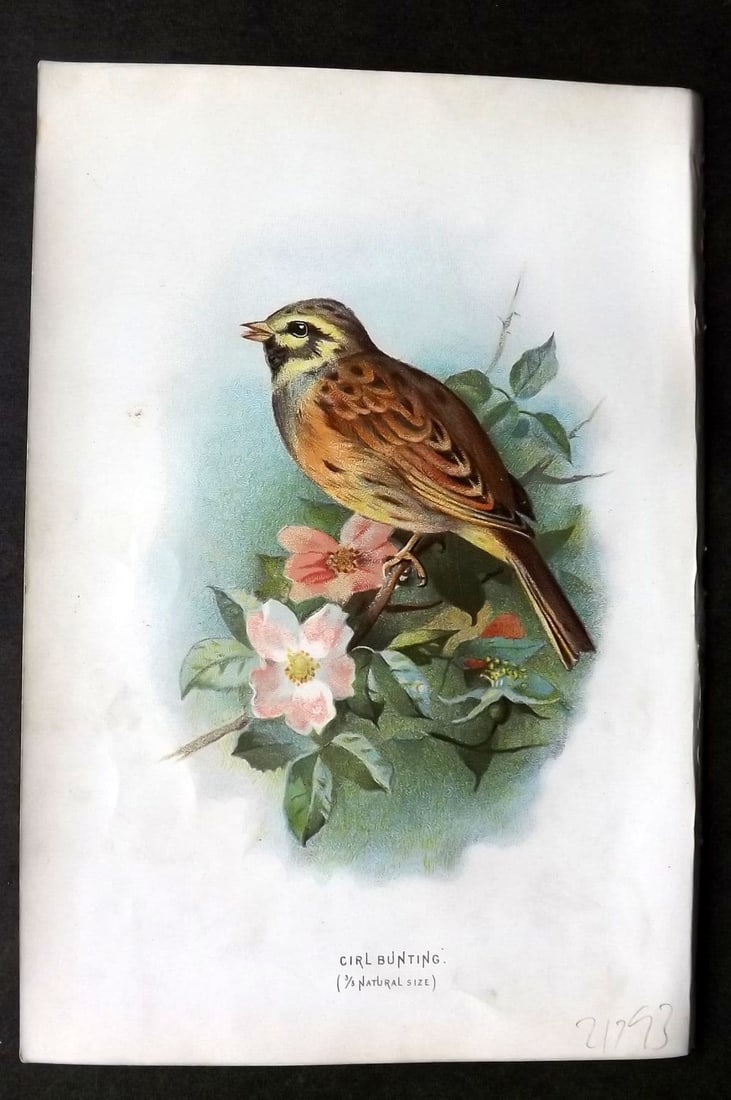 Swaysland & Thorburn 1883 Antique Bird Print. Cirl Bunting: Antique Chromolithograph Published 1883, London for "Familiar Wild Birds" First Edition by Walter Swaysland. Illustrated by Archibald Thorburn and others. Paper Size: 7.5 x 5 inch (19 x 13cm). Good Co