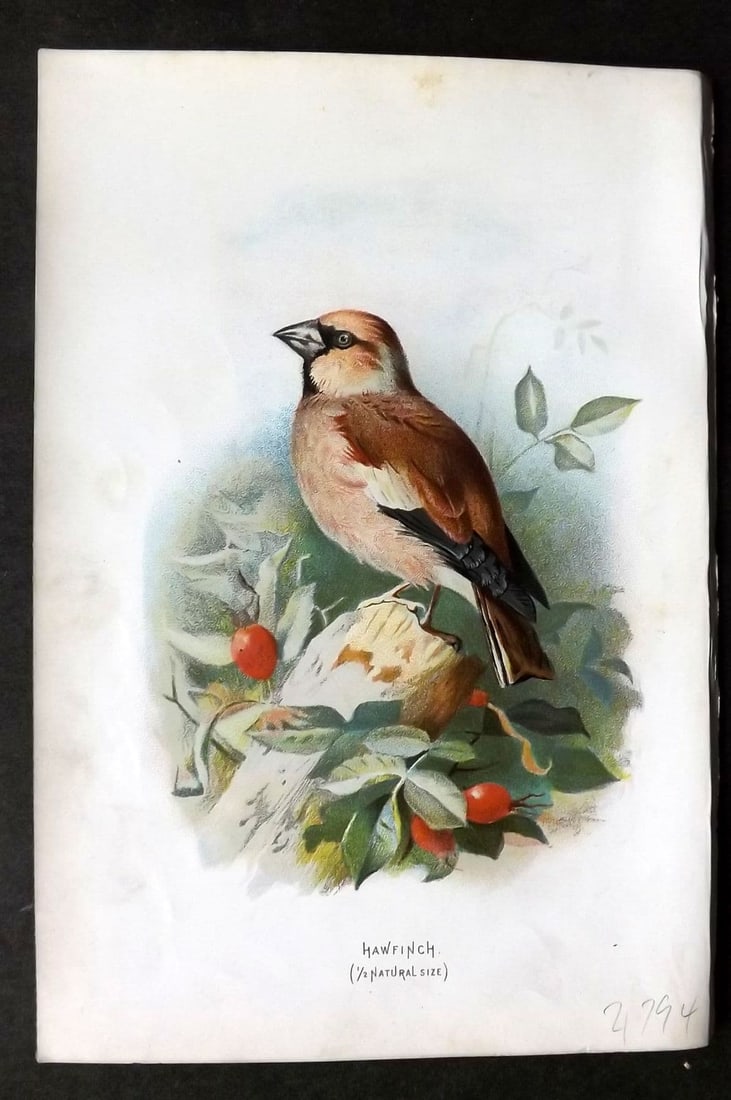Swaysland & Thorburn 1883 Antique Bird Print. Hawfinch: Antique Chromolithograph Published 1883, London for "Familiar Wild Birds" First Edition by Walter Swaysland. Illustrated by Archibald Thorburn and others. Paper Size: 7.5 x 5 inch (19 x 13cm). Very mi
