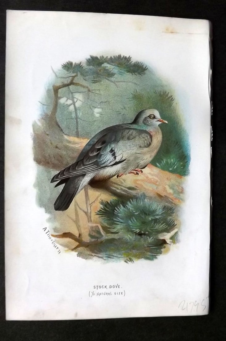 Swaysland & Thorburn 1883 Antique Bird Print. Stock Dove: Antique Chromolithograph Published 1883, London for "Familiar Wild Birds" First Edition by Walter Swaysland. Illustrated by Archibald Thorburn and others. Paper Size: 7.5 x 5 inch (19 x 13cm). Very mi