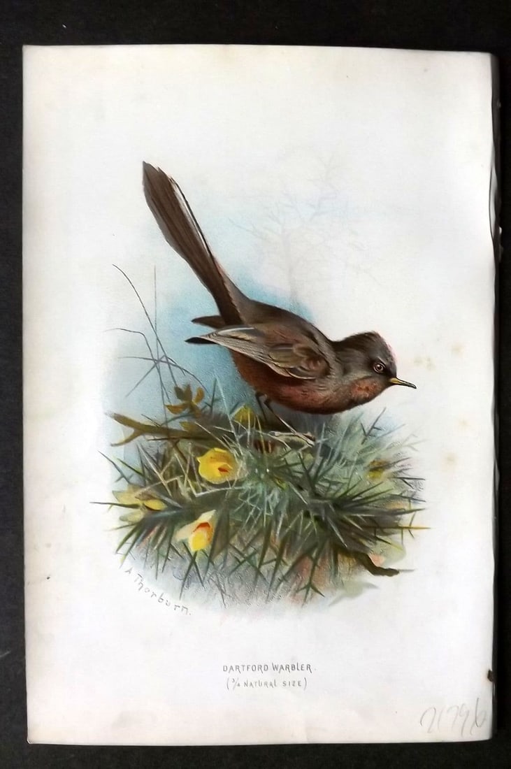 Swaysland & Thorburn 1883 Antique Bird Print. Dartford Warbler: Antique Chromolithograph Published 1883, London for "Familiar Wild Birds" First Edition by Walter Swaysland. Illustrated by Archibald Thorburn and others. Paper Size: 7.5 x 5 inch (19 x 13cm). Very mi