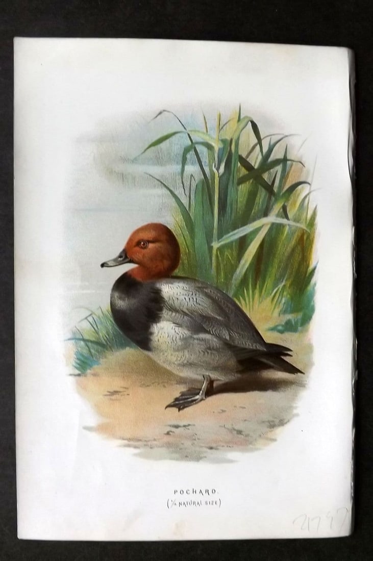 Swaysland & Thorburn 1883 Antique Bird Print. Pochard: Antique Chromolithograph Published 1883, London for "Familiar Wild Birds" First Edition by Walter Swaysland. Illustrated by Archibald Thorburn and others. Paper Size: 7.5 x 5 inch (19 x 13cm). Good Co