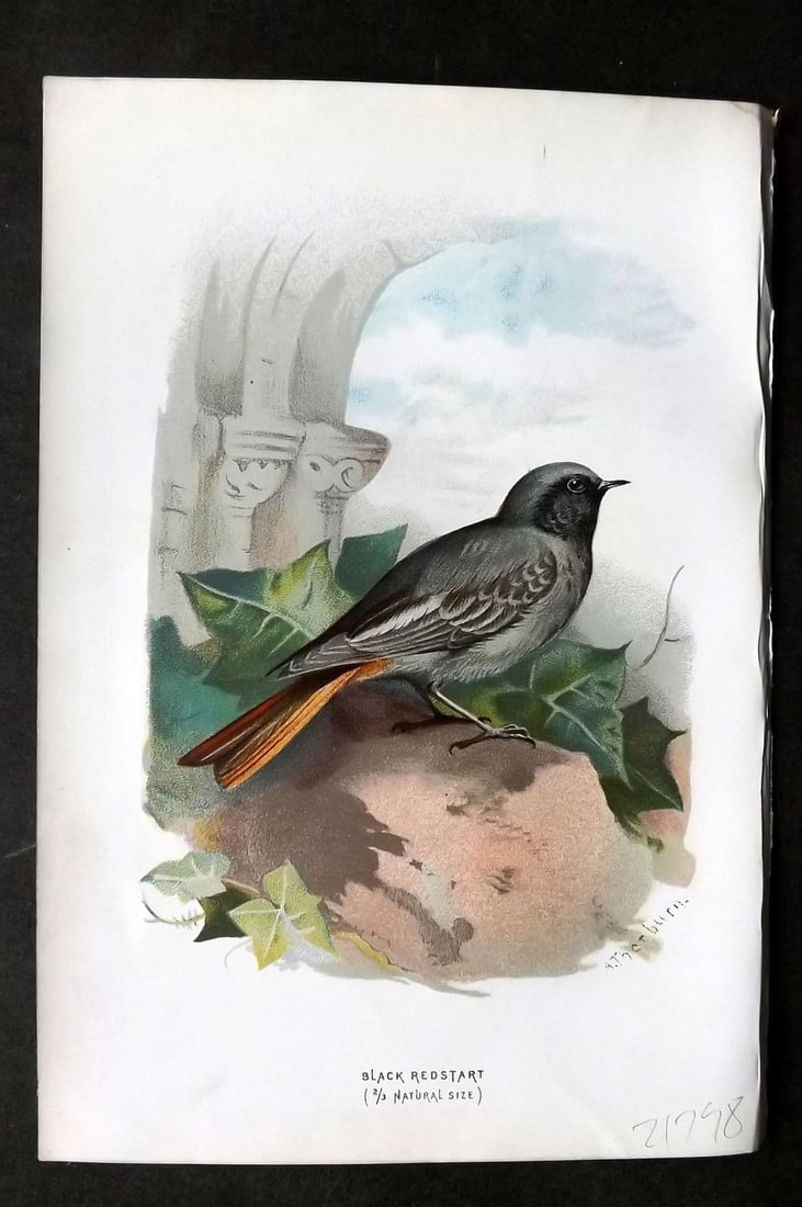 Swaysland & Thorburn 1883 Antique Bird Print. Black Redstart: Antique Chromolithograph Published 1883, London for "Familiar Wild Birds" First Edition by Walter Swaysland. Illustrated by Archibald Thorburn and others. Paper Size: 7.5 x 5 inch (19 x 13cm). Good Co