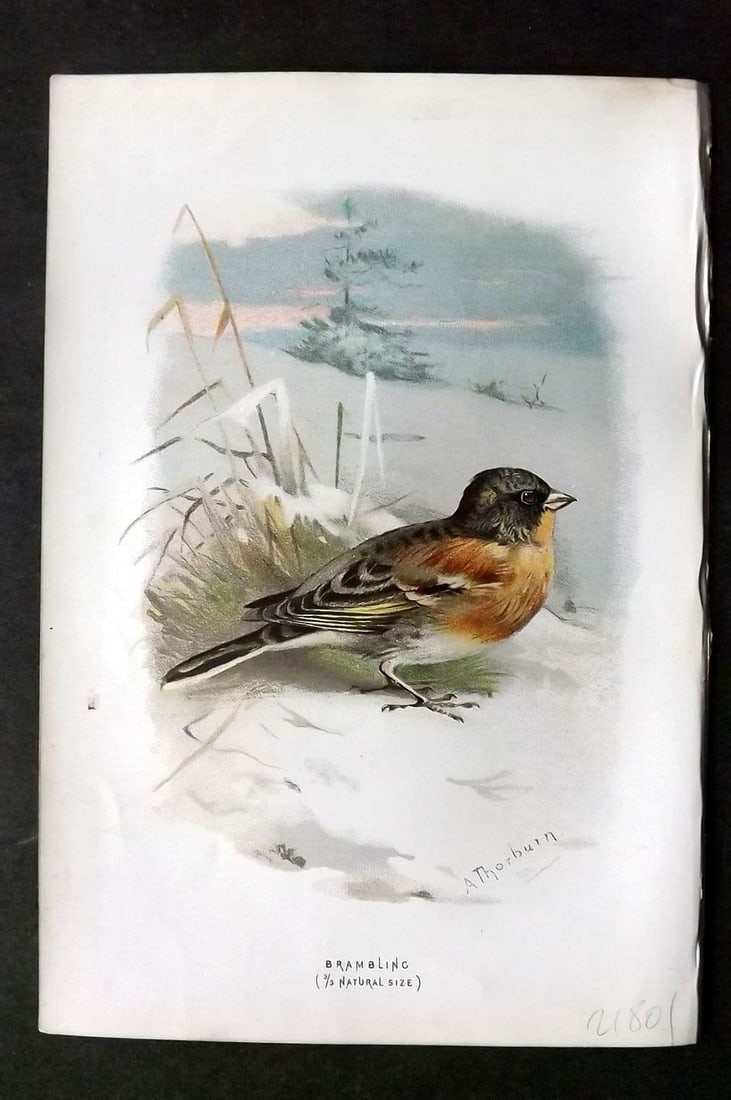 Swaysland & Thorburn 1883 Antique Bird Print. Brambling: Antique Chromolithograph Published 1883, London for "Familiar Wild Birds" First Edition by Walter Swaysland. Illustrated by Archibald Thorburn and others. Paper Size: 7.5 x 5 inch (19 x 13cm). Good Co
