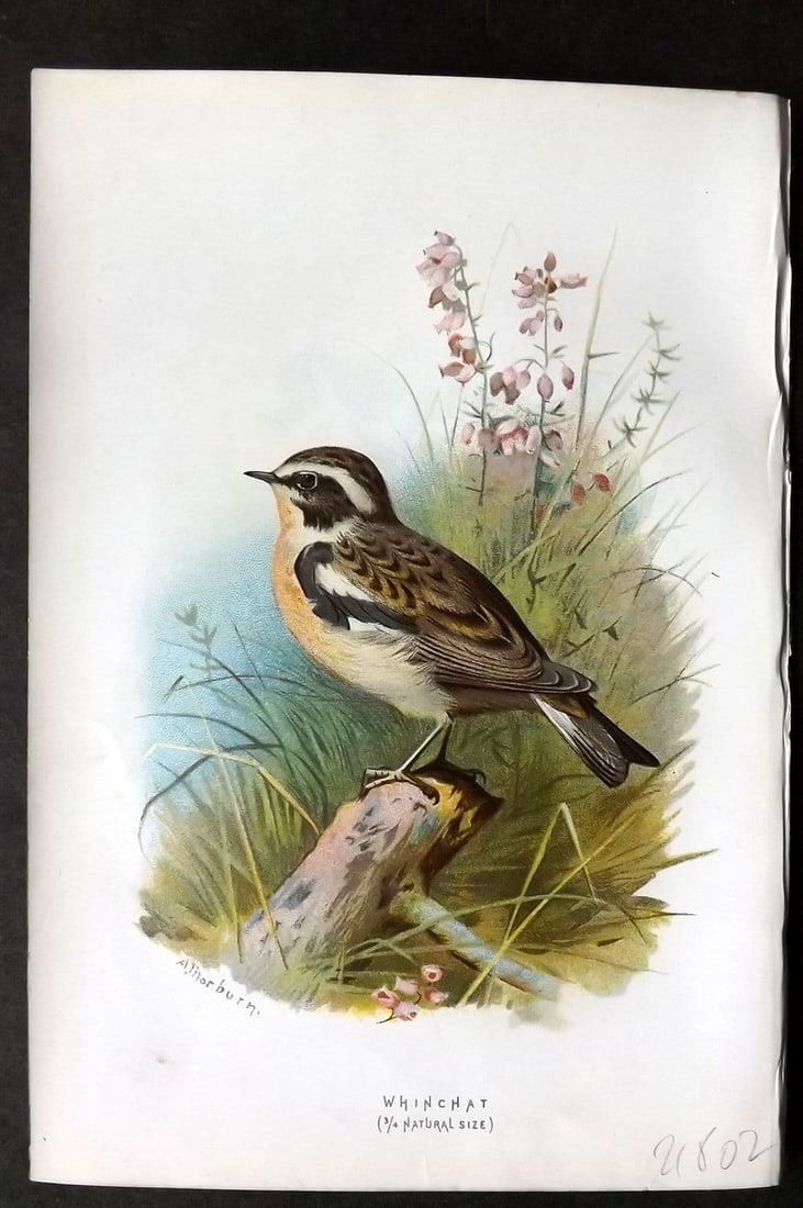 Swaysland & Thorburn 1883 Antique Bird Print. Whinchat: Antique Chromolithograph Published 1883, London for "Familiar Wild Birds" First Edition by Walter Swaysland. Illustrated by Archibald Thorburn and others. Paper Size: 7.5 x 5 inch (19 x 13cm). Good Co