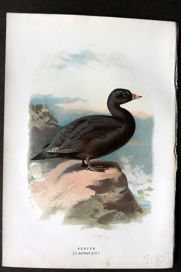 Swaysland & Thorburn 1883 Antique Bird Print. Scoter: Antique Chromolithograph Published 1883, London for "Familiar Wild Birds" First Edition by Walter Swaysland. Illustrated by Archibald Thorburn and others. Paper Size: 7.5 x 5 inch (19 x 13cm). Good Co
