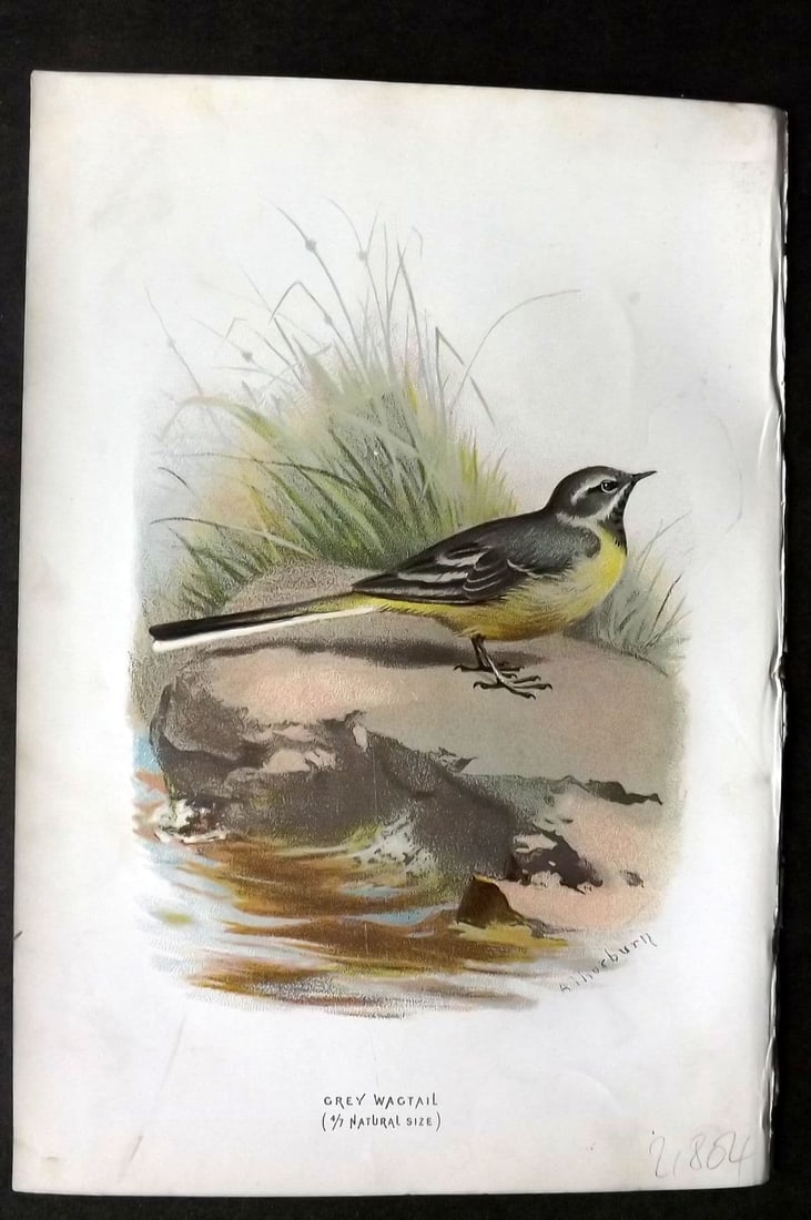 Swaysland & Thorburn 1883 Antique Bird Print. Grey Wagtail: Antique Chromolithograph Published 1883, London for "Familiar Wild Birds" First Edition by Walter Swaysland. Illustrated by Archibald Thorburn and others. Paper Size: 7.5 x 5 inch (19 x 13cm). Very mi