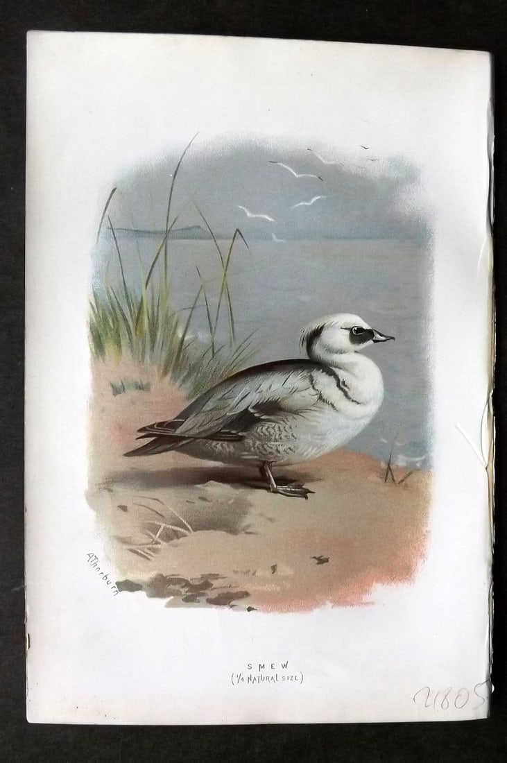 Swaysland & Thorburn 1883 Antique Bird Print. Smew: Antique Chromolithograph Published 1883, London for "Familiar Wild Birds" First Edition by Walter Swaysland. Illustrated by Archibald Thorburn and others. Paper Size: 7.5 x 5 inch (19 x 13cm). Good Co