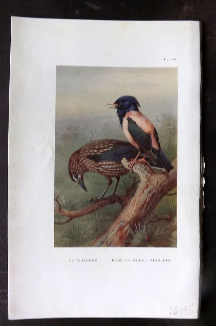 Thorburn 1926 Vintage Bird Print. Nutcracker, Rose-Coloured Starling 50: Vintage Offset Lithograph Published 1925-26, London for "British Birds" by Archibald Thorburn. Paper Size: 8.5 x 5.5 inch (22 x 14cm). Good Condition.
