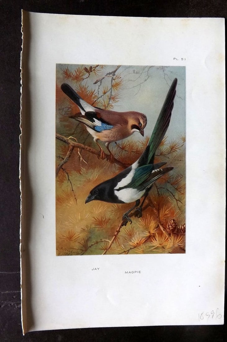 Thorburn 1926 Vintage Bird Print. Jay, Magpie 51 (1 of 1)