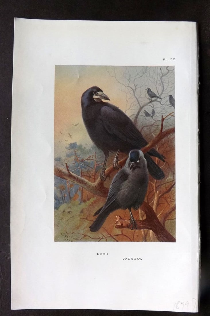 Thorburn 1926 Vintage Bird Print. Rook, Jackdaw 52: Vintage Offset Lithograph Published 1925-26, London for "British Birds" by Archibald Thorburn. Paper Size: 8.5 x 5.5 inch (22 x 14cm). Good Condition.